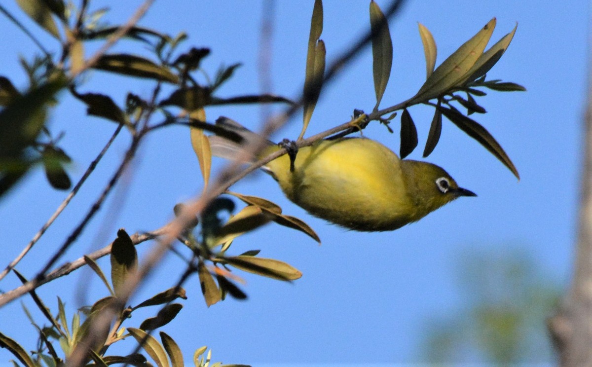 Cape White-eye - ML389778901