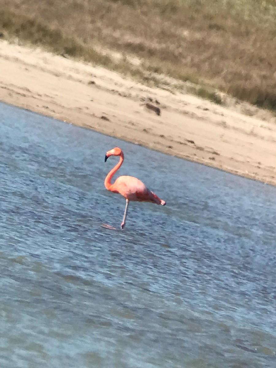 American Flamingo - ML389780771