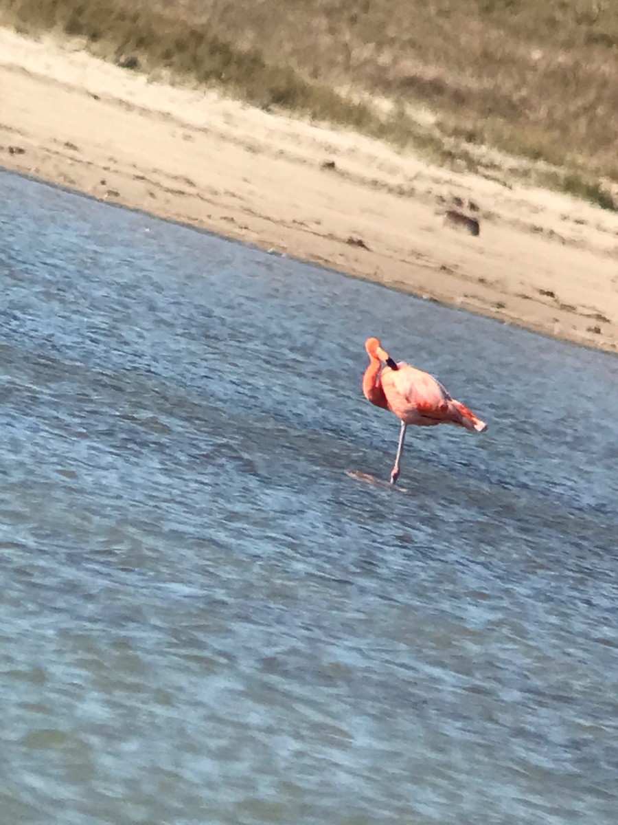 American Flamingo - ML389780781
