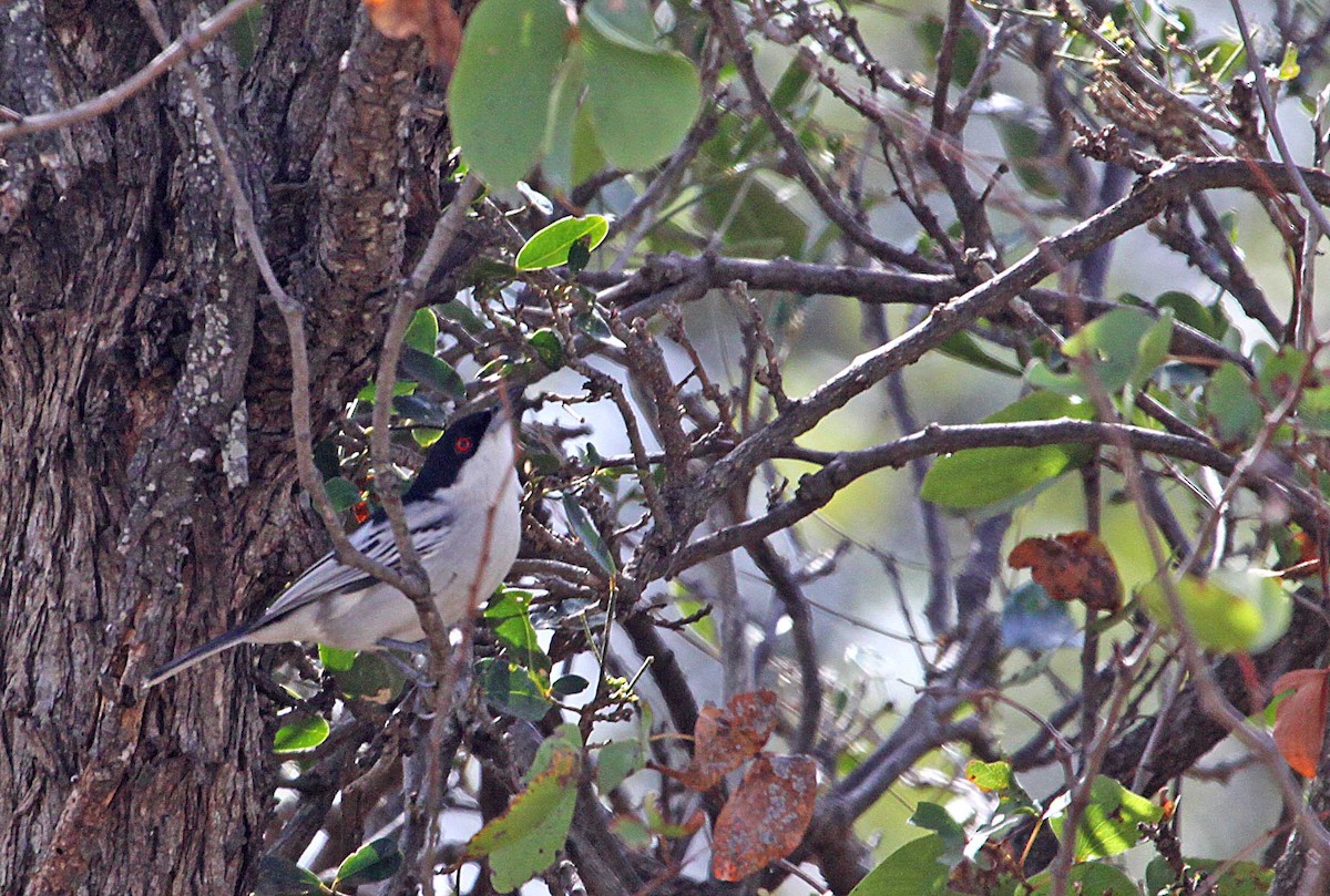 Black-backed Puffback - ML389783141