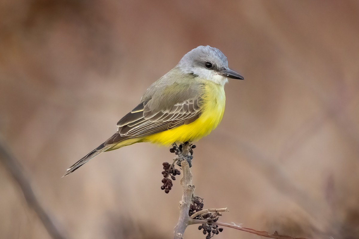 Tropical Kingbird - ML389783761