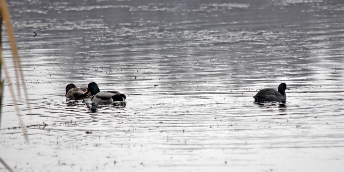 American Coot - Anonymous