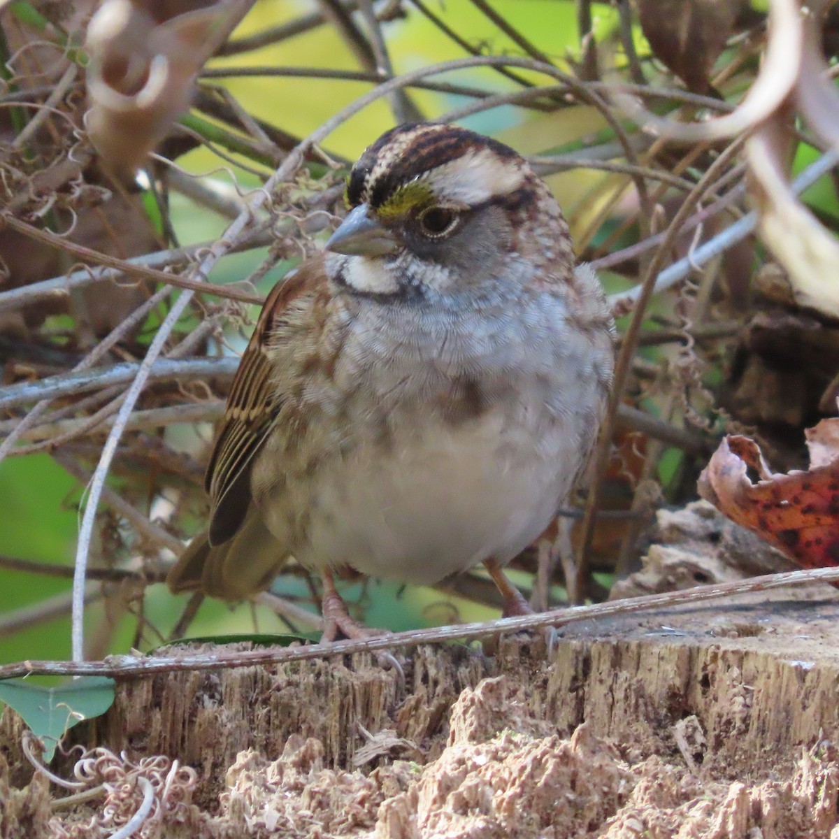 White-throated Sparrow - ML389785041