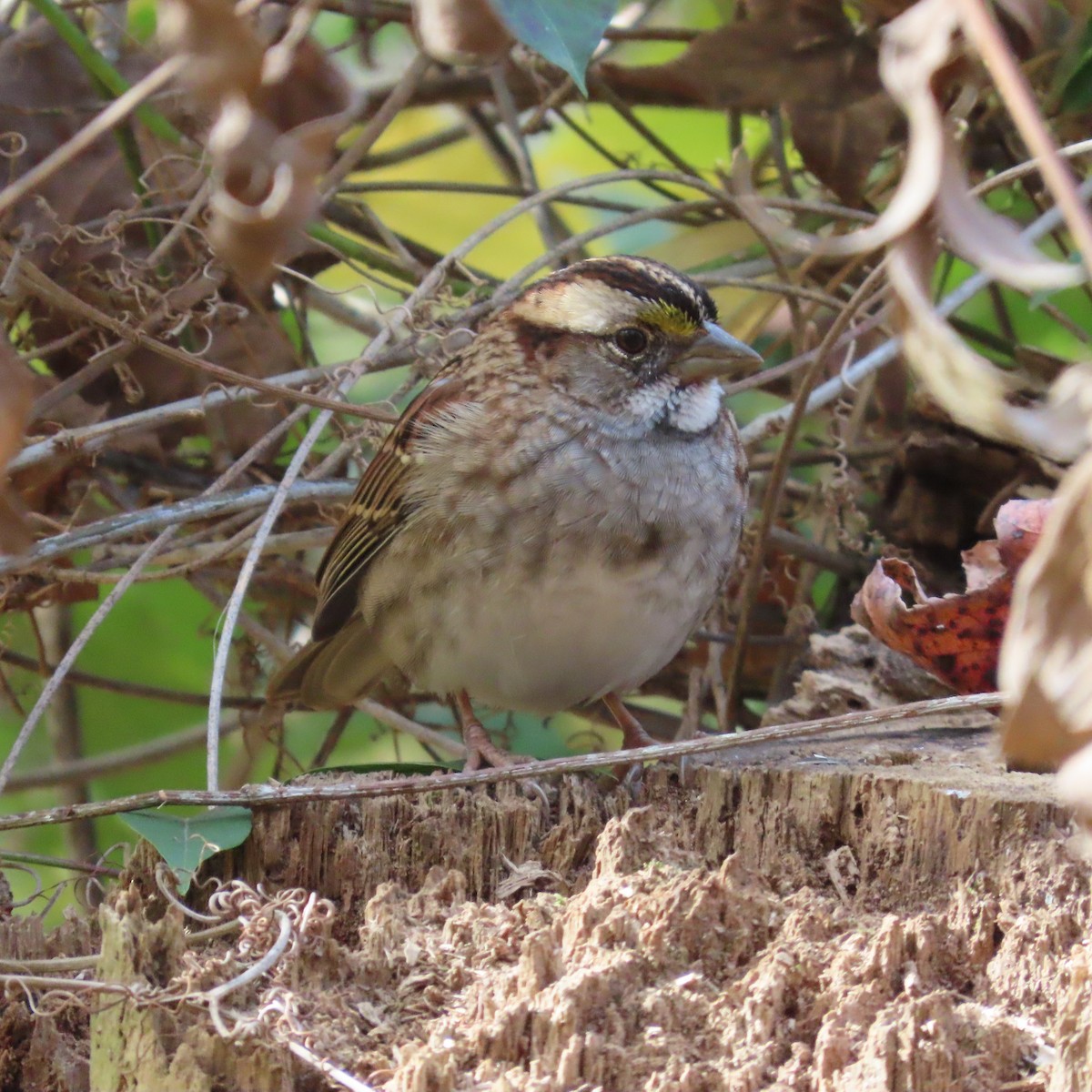 White-throated Sparrow - ML389785061