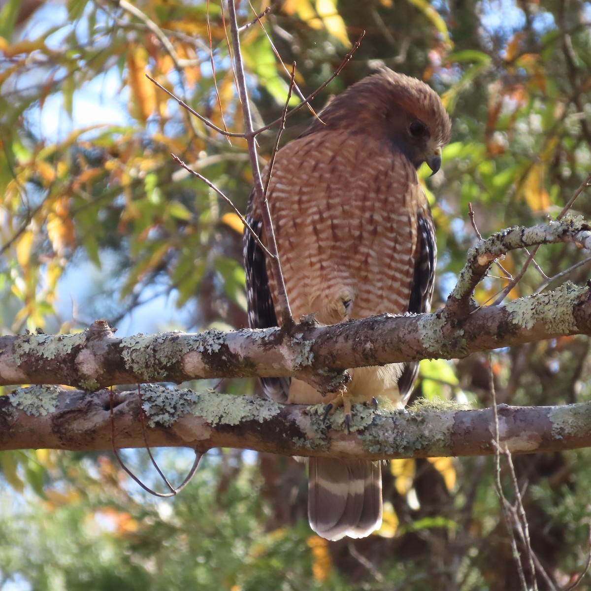Red-shouldered Hawk - ML389785741