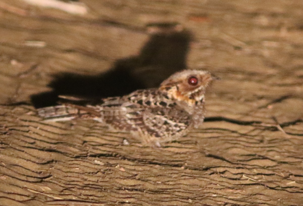 Fiery-necked Nightjar - ML389786391