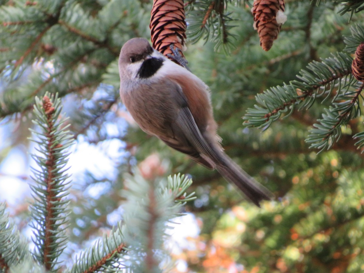 Boreal Chickadee - ML389787021