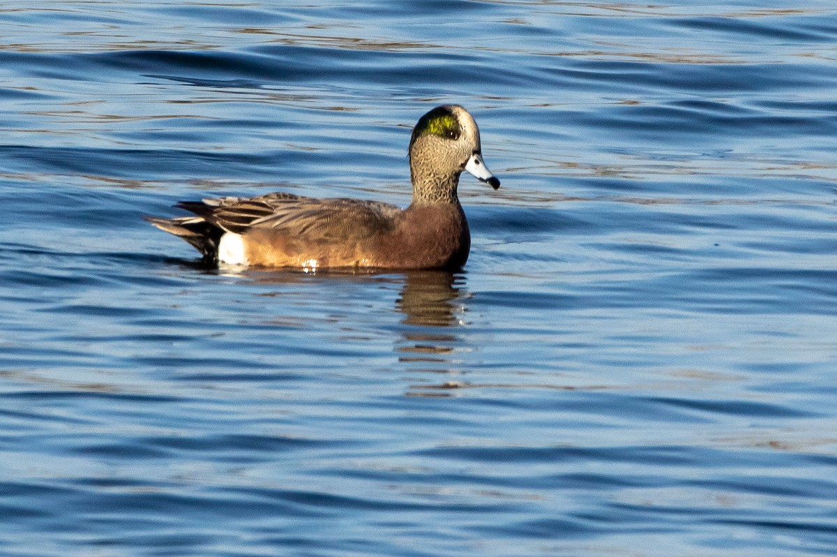 American Wigeon - ML389787431