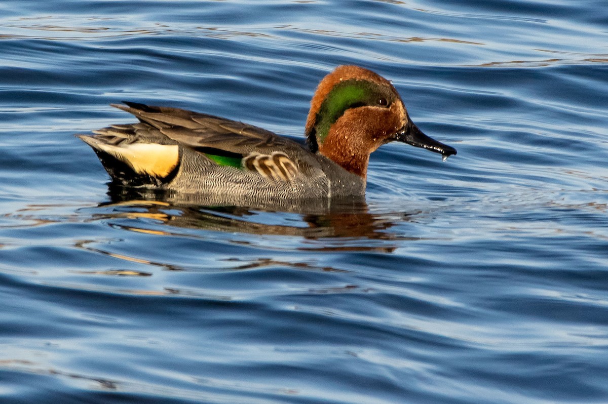 Green-winged Teal - ML389787671