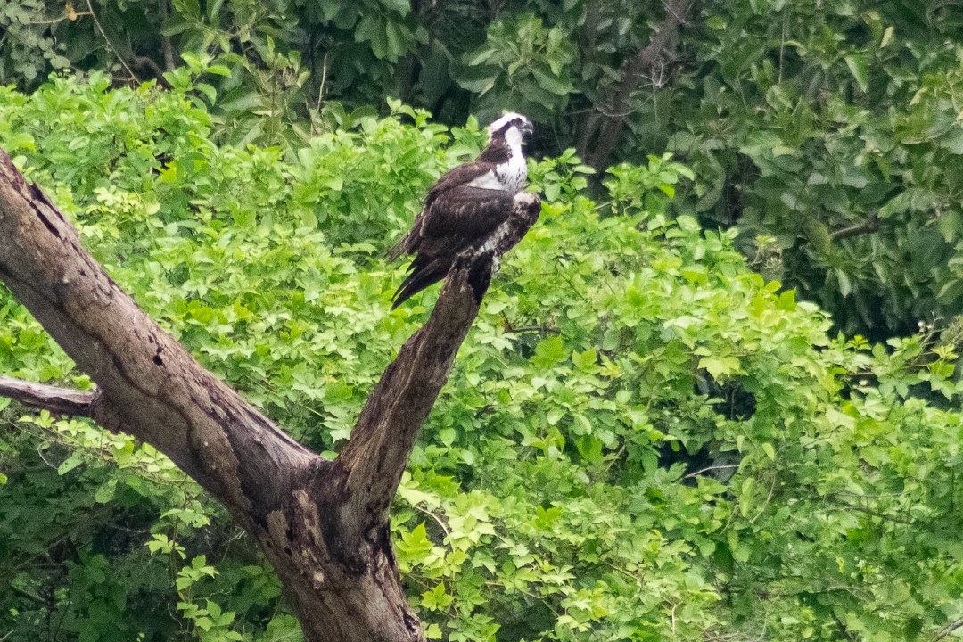 Águila Pescadora - ML389789231