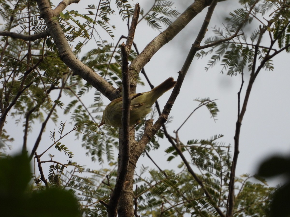 Western Crowned Warbler - Ragothaman Venkataramanan