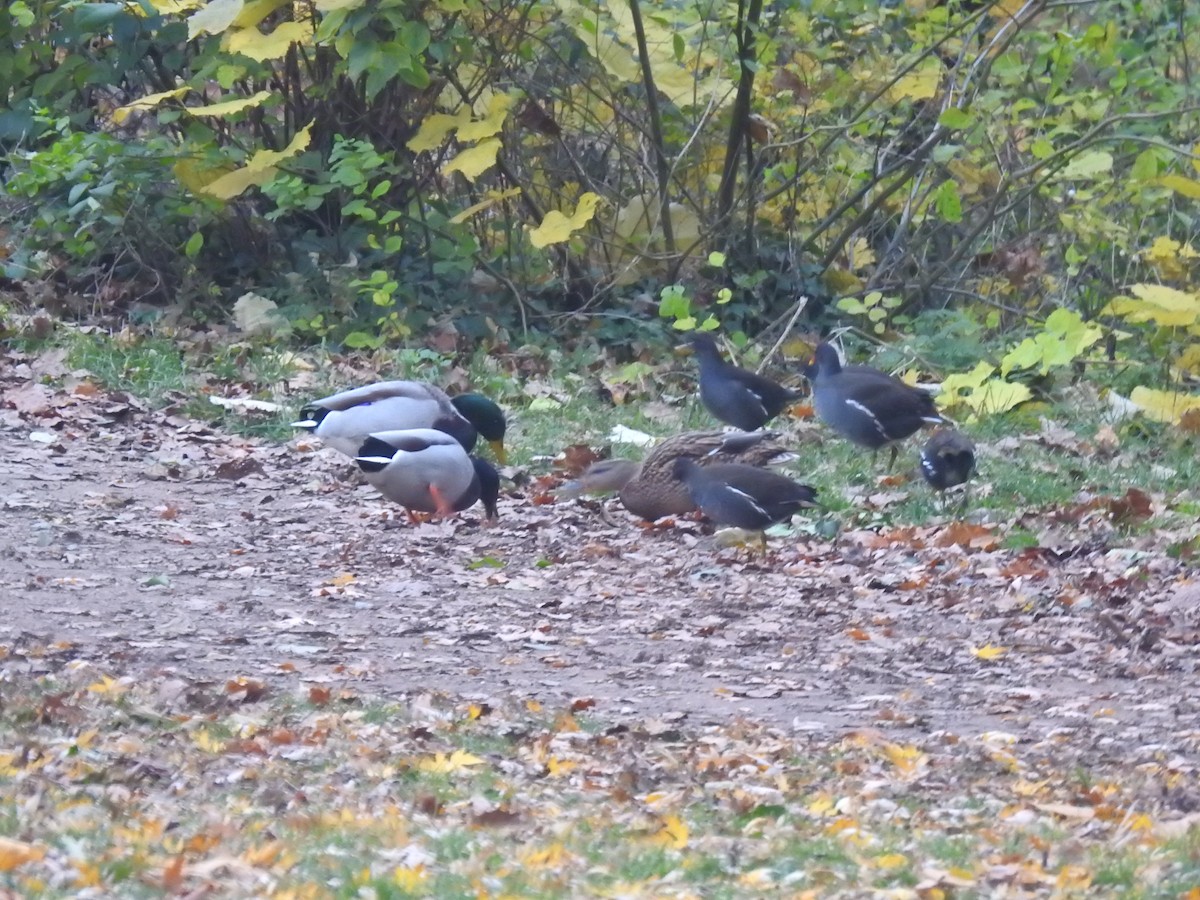 Eurasian Moorhen - ML389792661