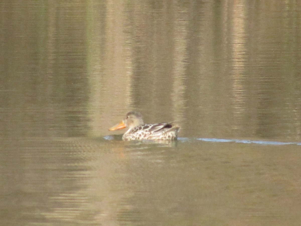 Northern Shoveler - ML389793591