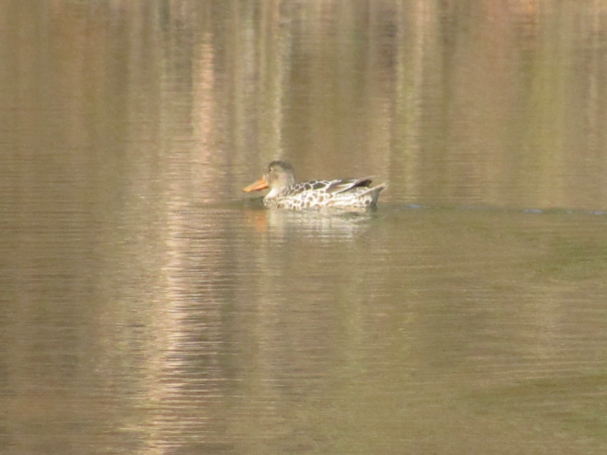 Northern Shoveler - ML389793601