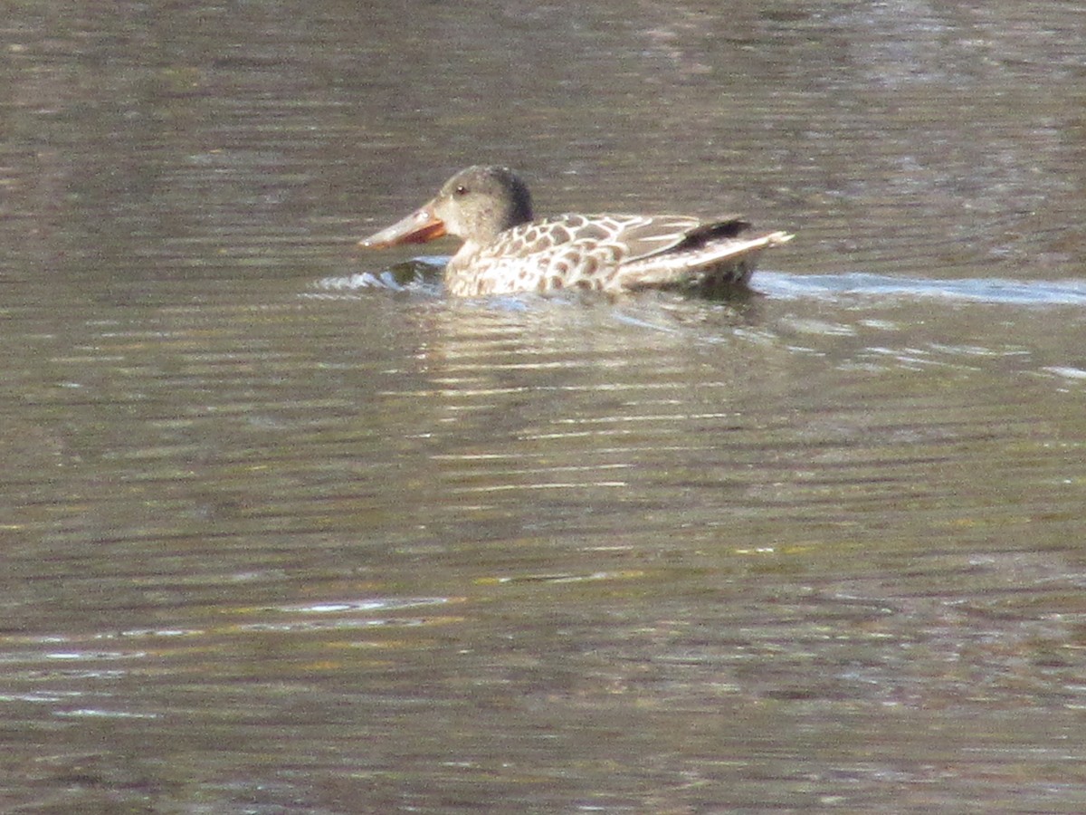 Northern Shoveler - ML389793611