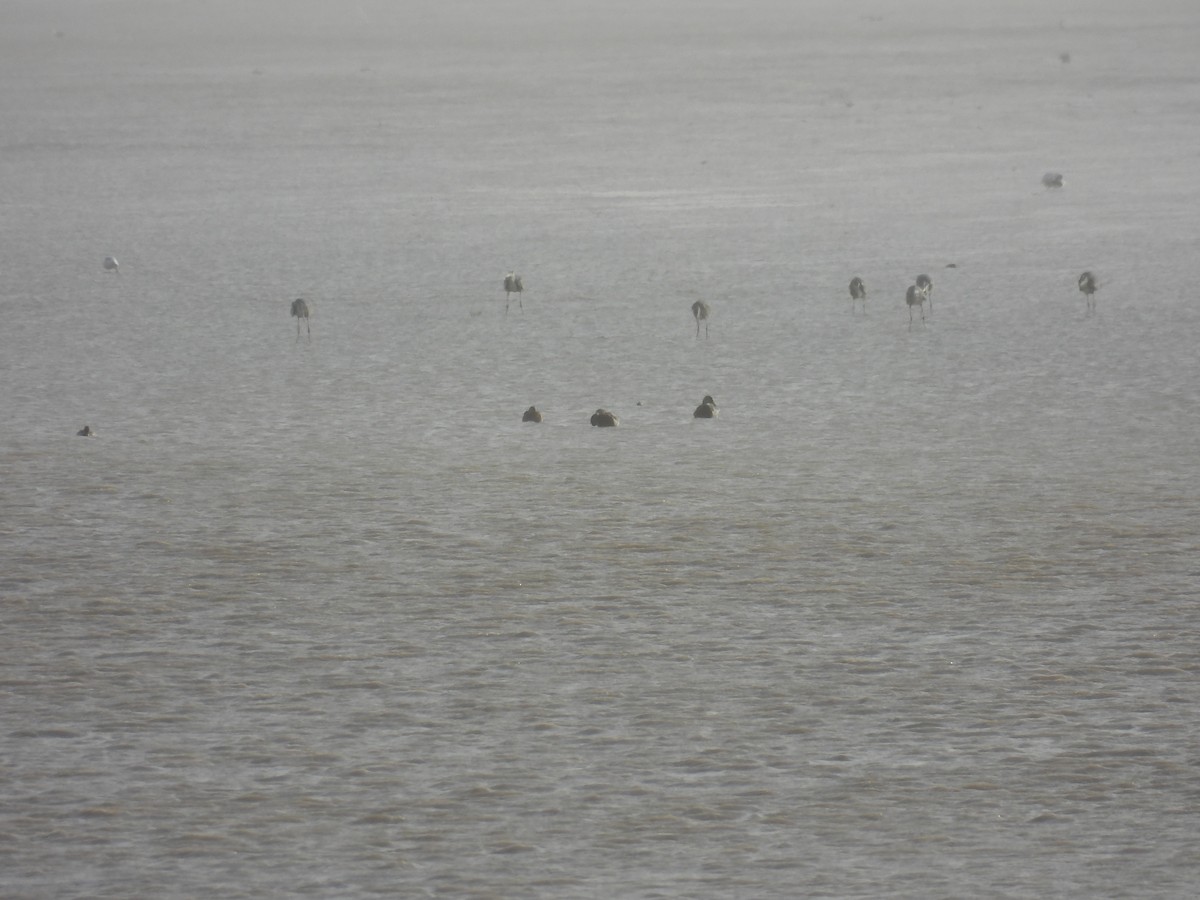 Gray Heron - ML389794641