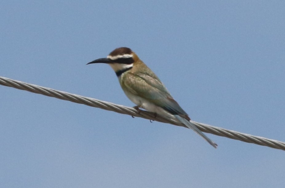White-throated Bee-eater - Tim Snieder