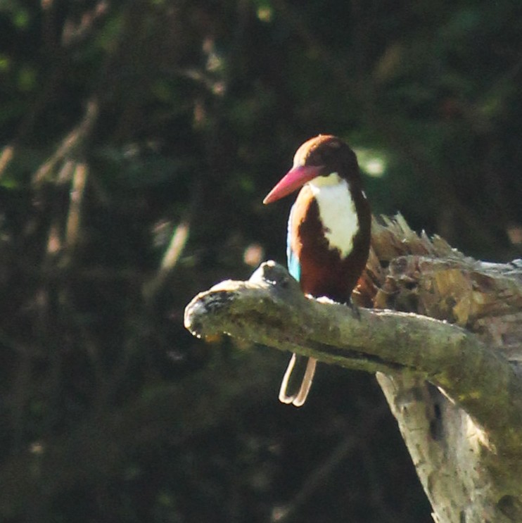 White-throated Kingfisher - ML389796131