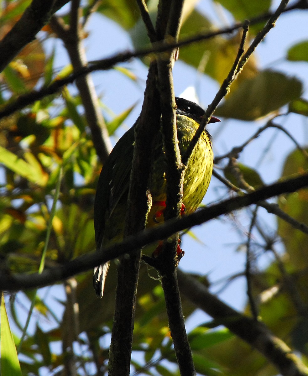 Green-and-black Fruiteater - Bob Martinka