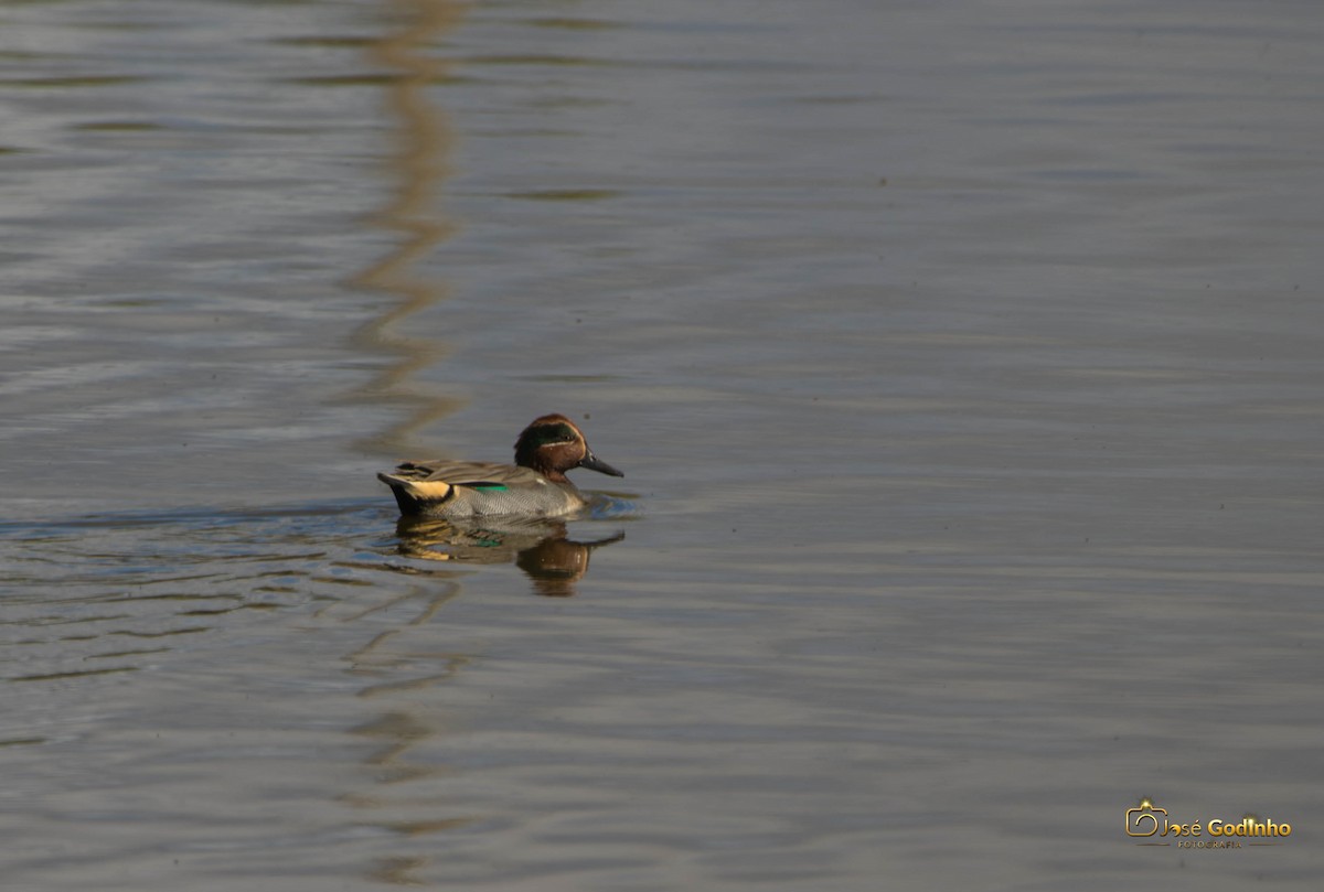 Green-winged Teal - ML389798681