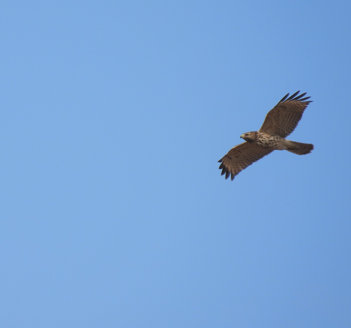 Red-shouldered Hawk - ML389799241