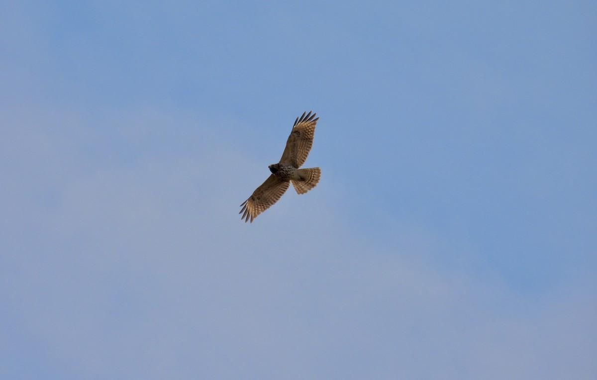 Red-shouldered Hawk - ML389799261