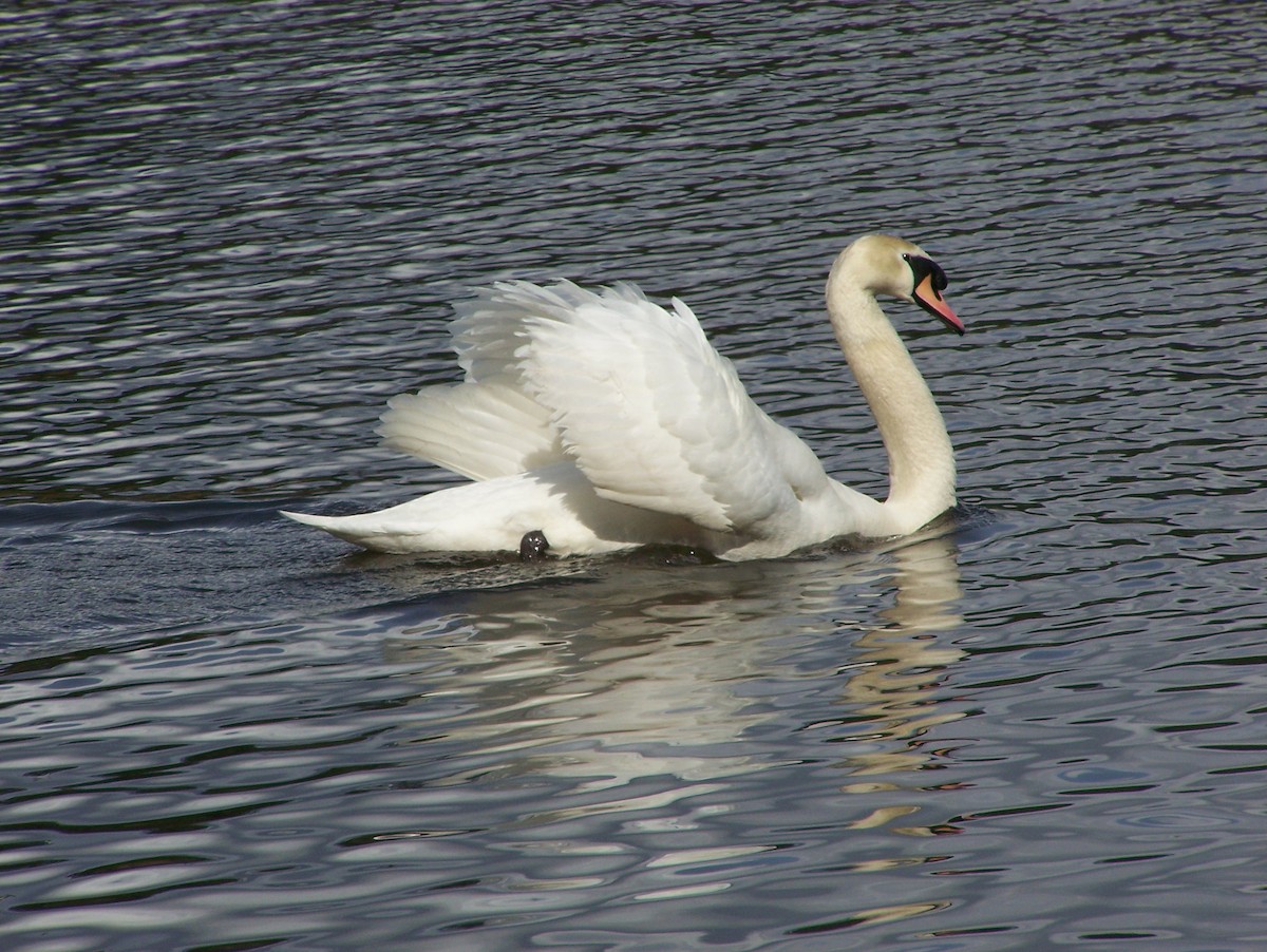 Mute Swan - Renee Levesque