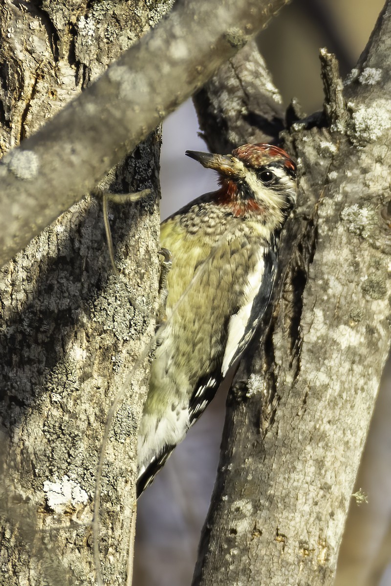 Yellow-bellied Sapsucker - ML389799951