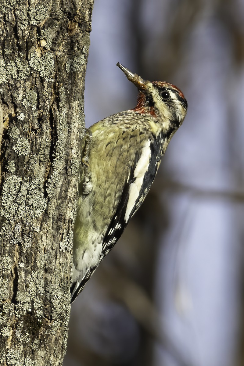 Yellow-bellied Sapsucker - ML389799971