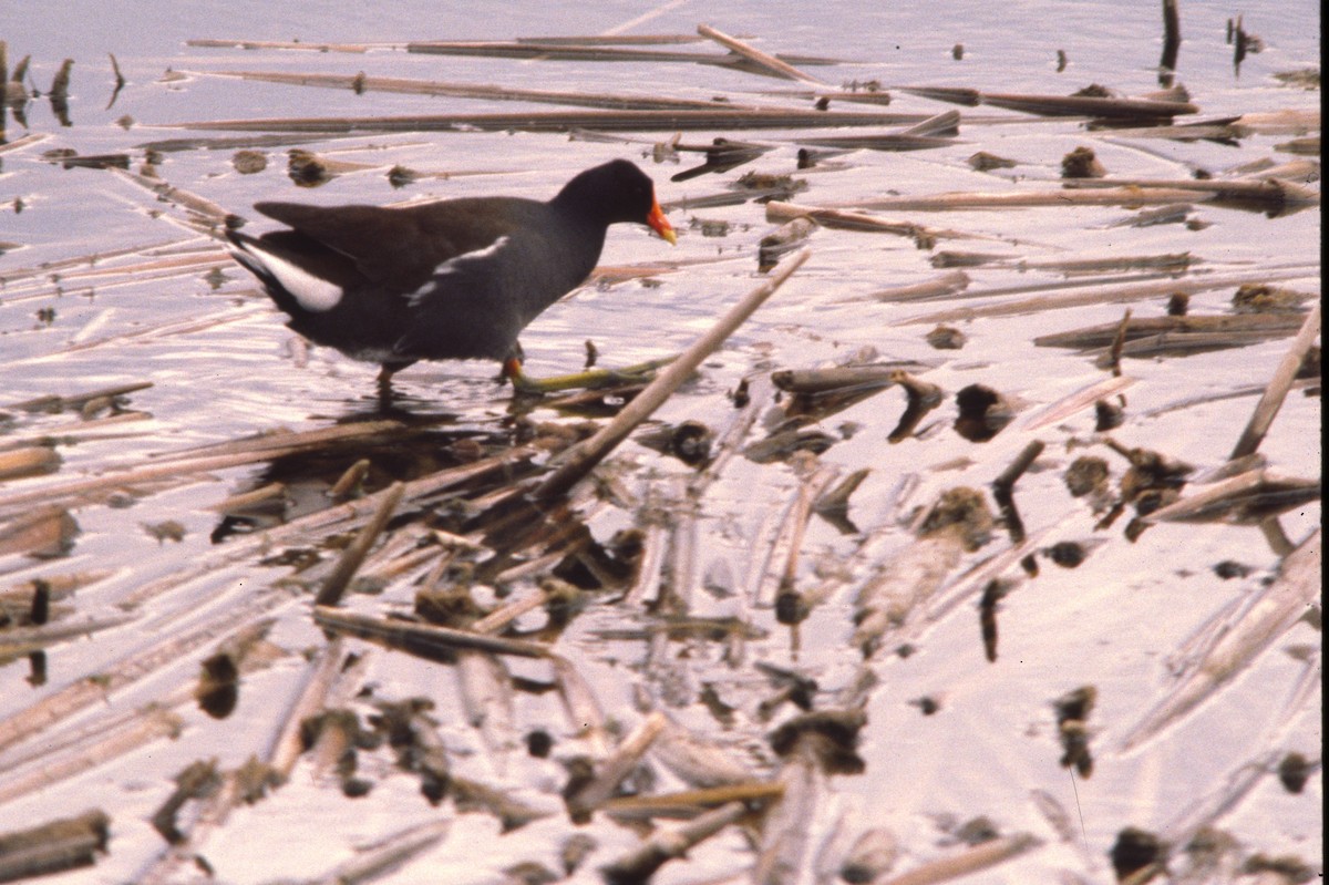 Gallinule d'Amérique - ML389800421