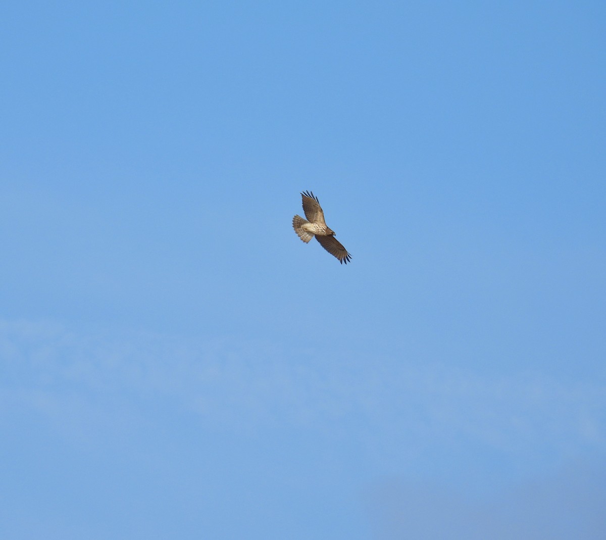 Red-shouldered Hawk - ML389800841