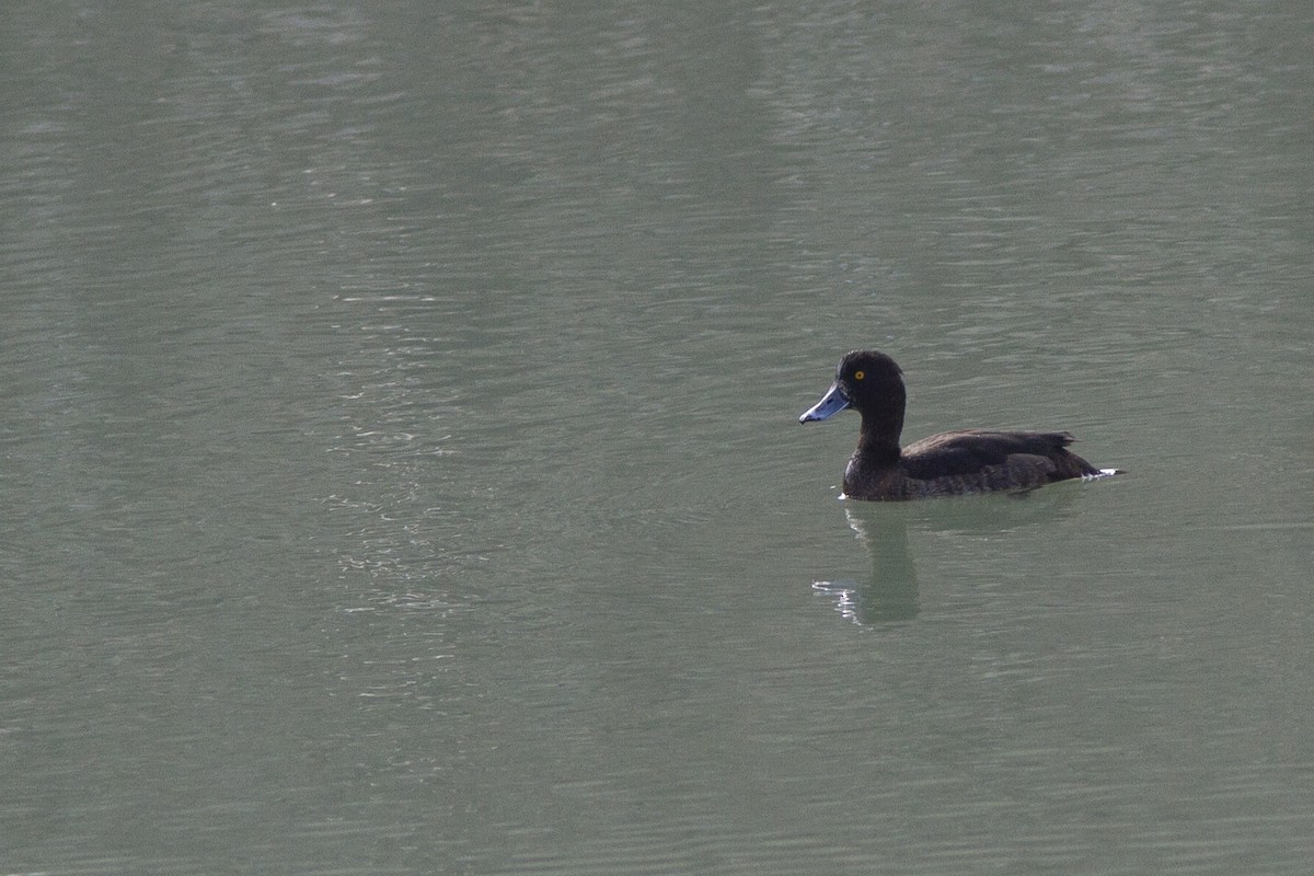 Tufted Duck - ML389801351