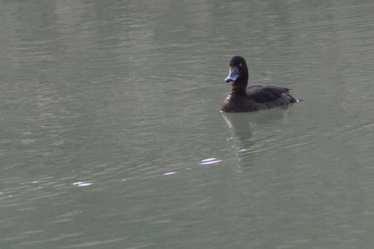 Tufted Duck - ML389803861