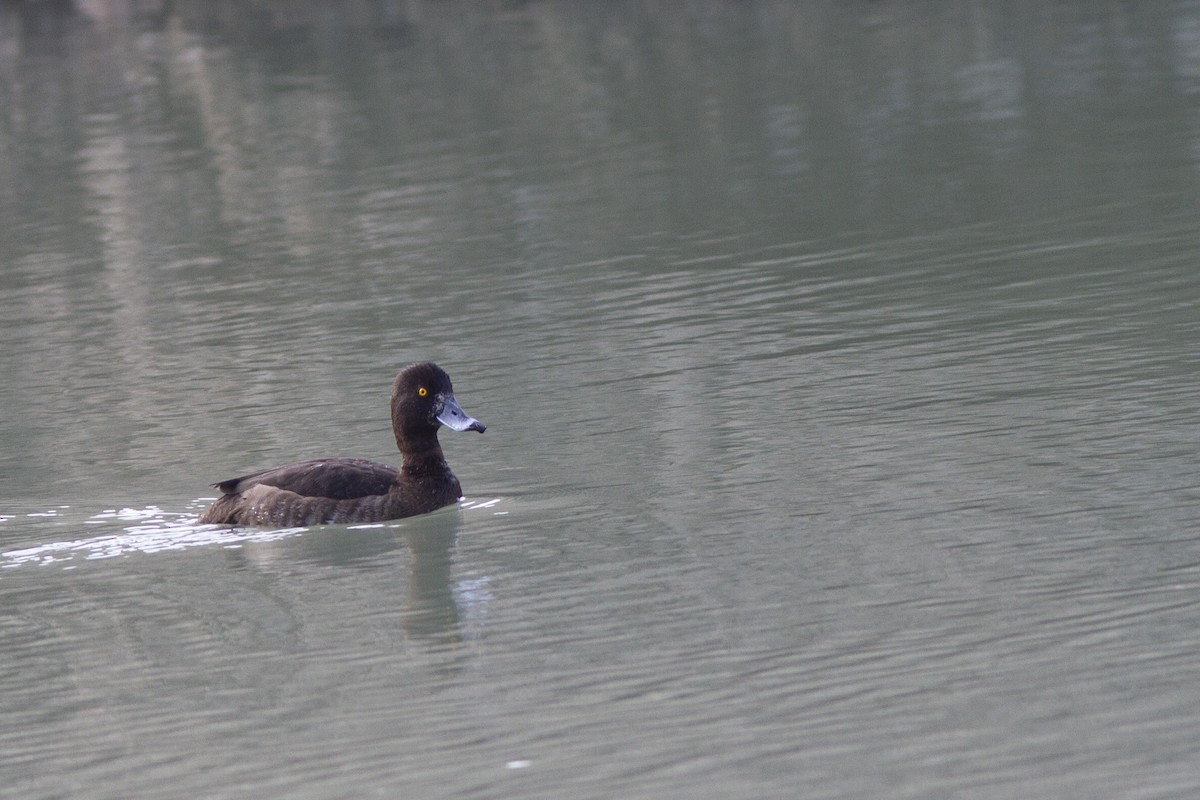 Tufted Duck - ML389803911