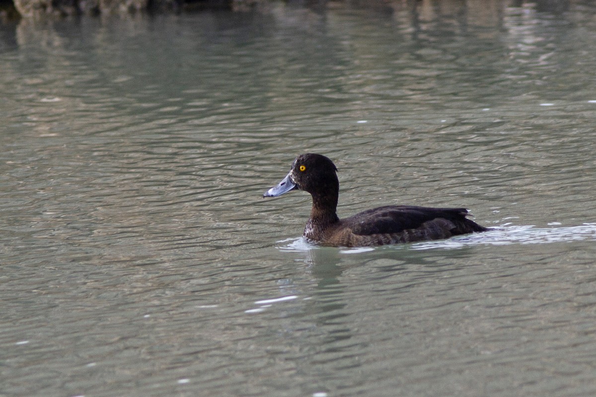 Tufted Duck - ML389803921