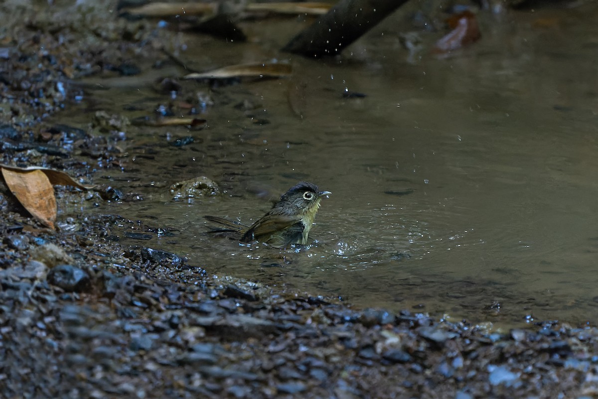 Nepal Fulvetta - ML389807411