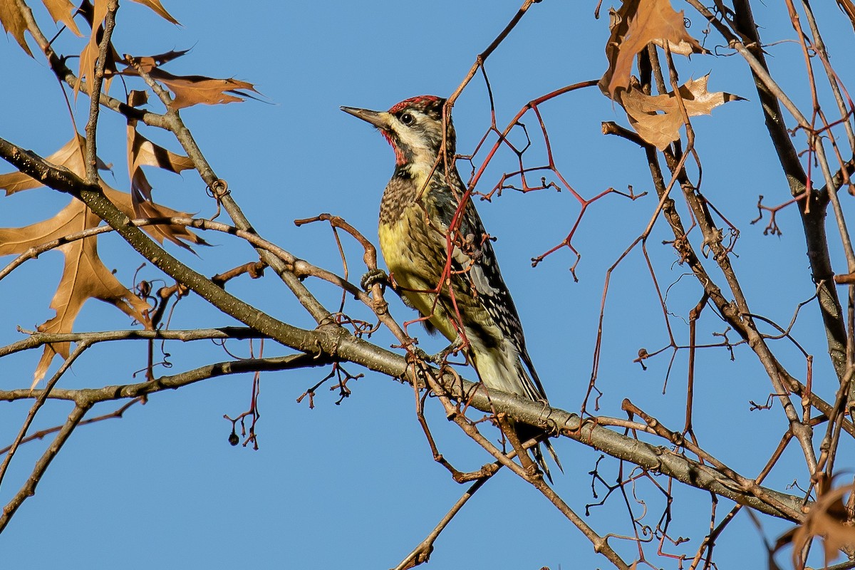 Yellow-bellied Sapsucker - ML389807631