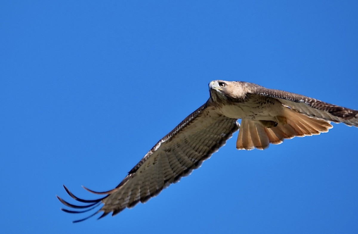 Red-tailed Hawk - ML389808351