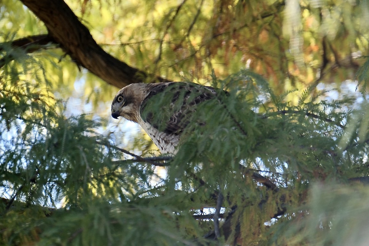 Red-tailed Hawk - ML389808361