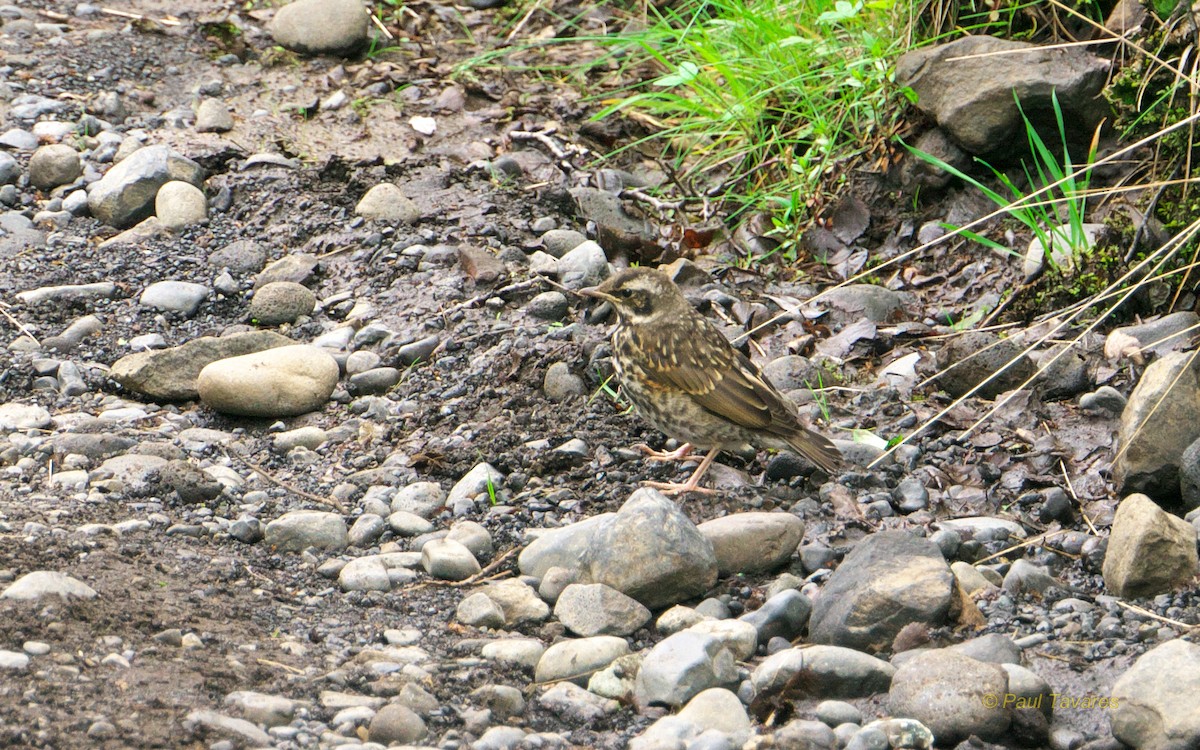 Birigarro hegagorria - ML38981011