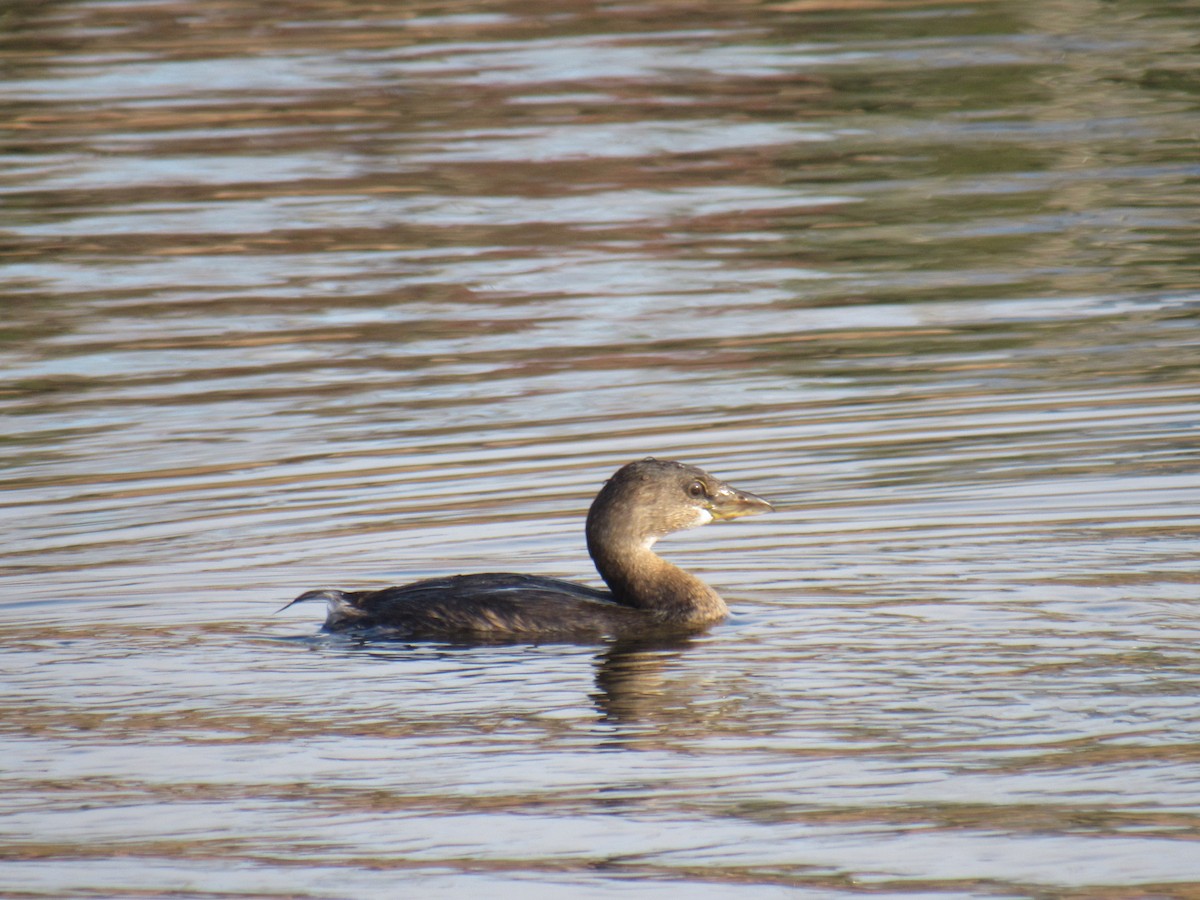 Pied-billed Grebe - ML389812751