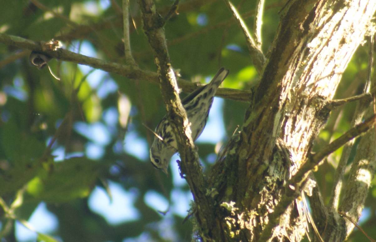 Black-and-white Warbler - ML389813471