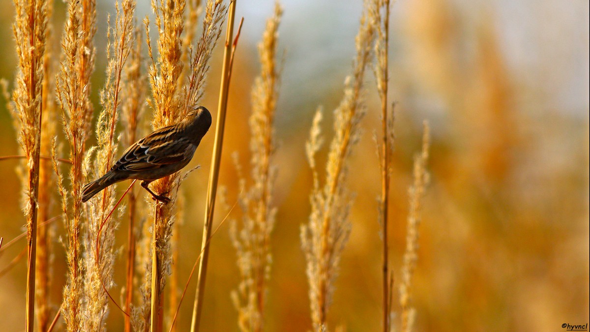 Moineau espagnol - ML389813571