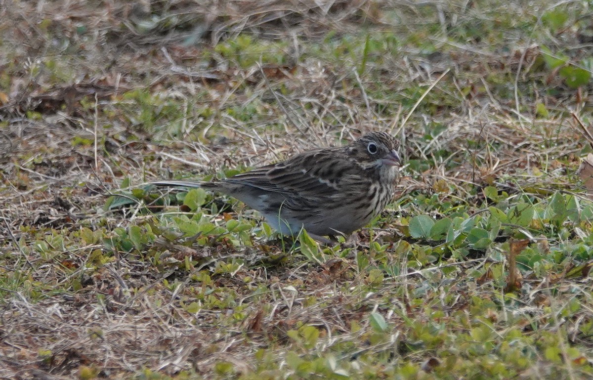 Vesper Sparrow - ML389814061