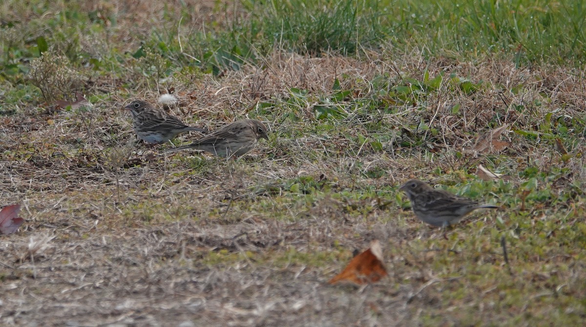 Vesper Sparrow - ML389814081