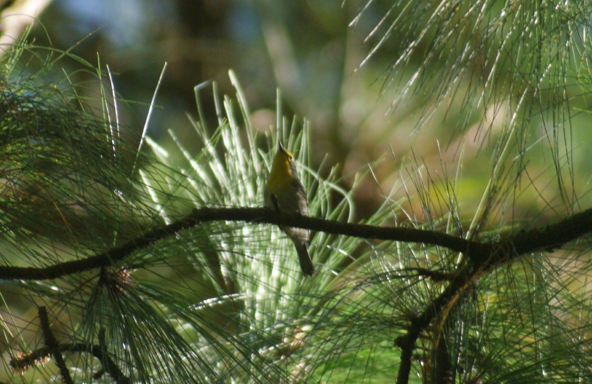 Grace's Warbler - ML389814301