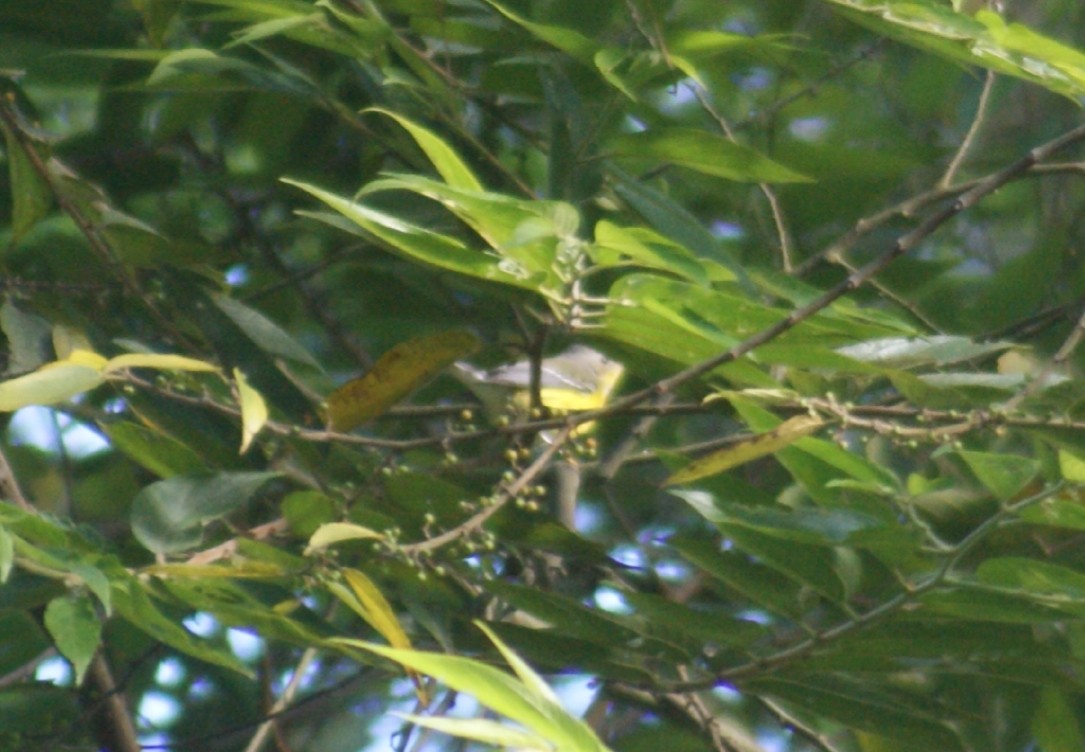 Magnolia Warbler - ML389814401