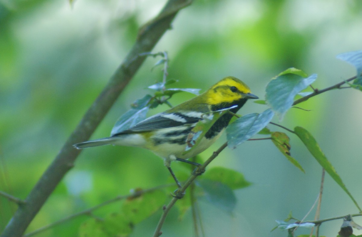 Black-throated Green Warbler - ML389814431