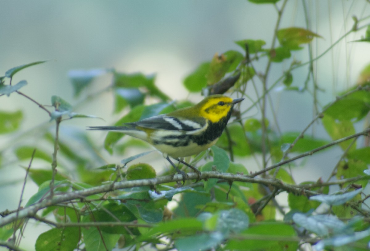 Black-throated Green Warbler - ML389814531