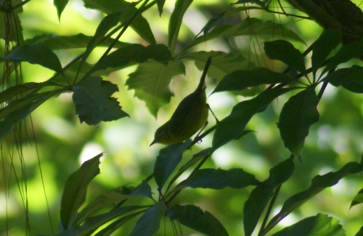 Golden-crowned Warbler - ML389814671